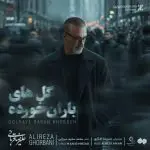 دانلود آهنگ گلهای باران خورده از علیرضا قربانی